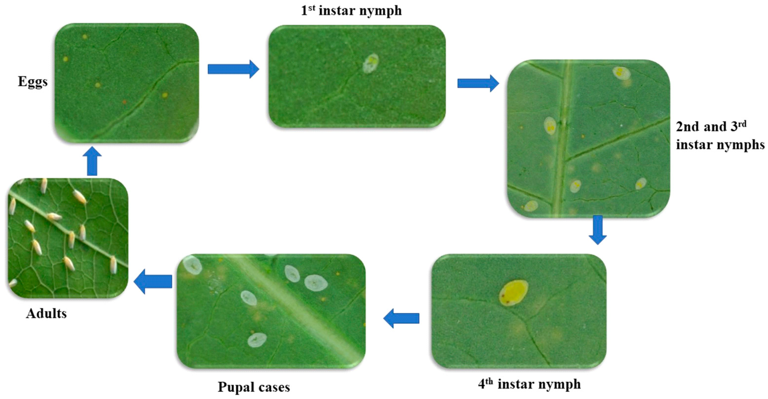 Agriculture 14 01016 g001 Agriculture 14 01016 g001
