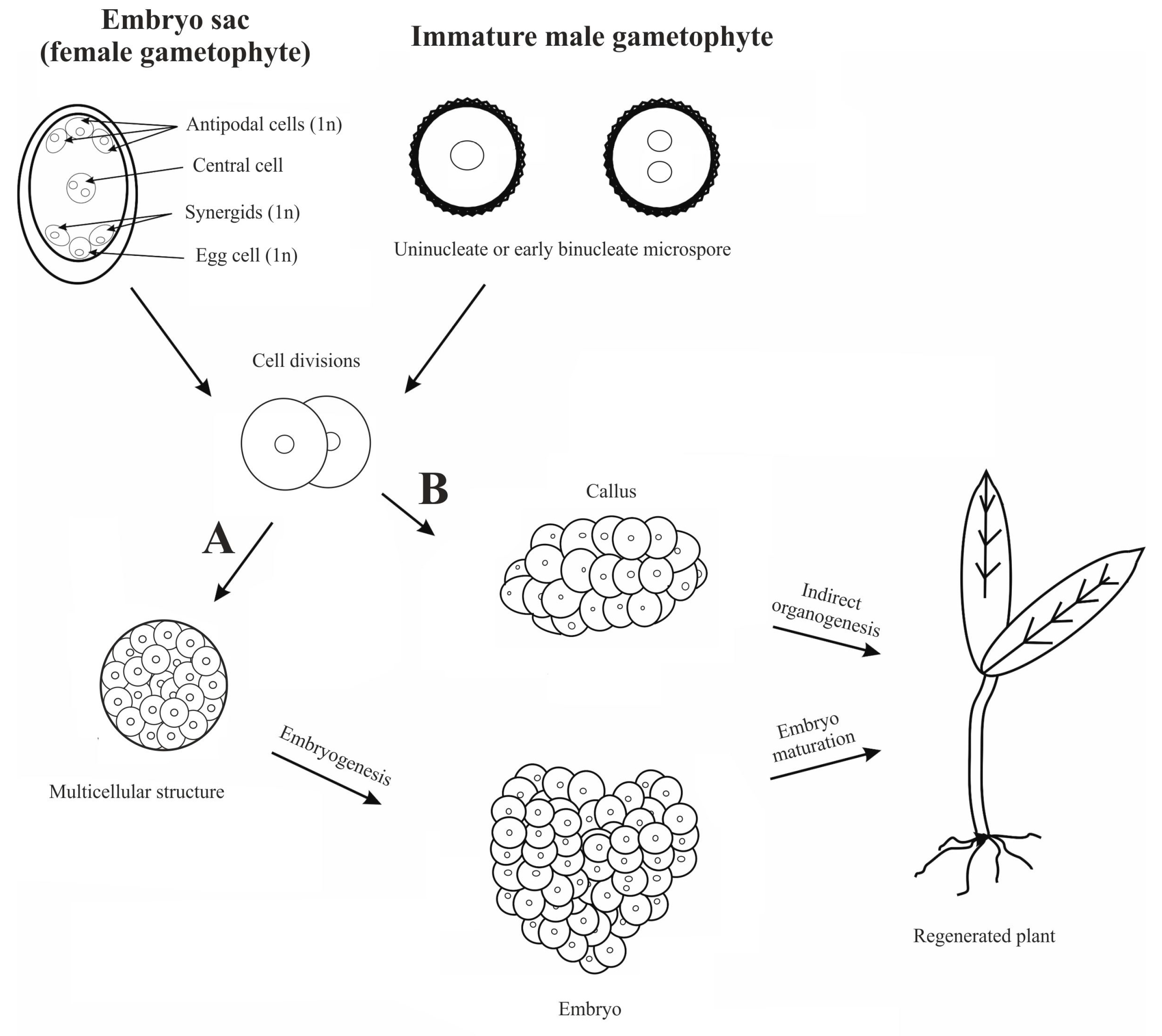 Agriculture 14 01031 g001 Agriculture 14 01031 g001