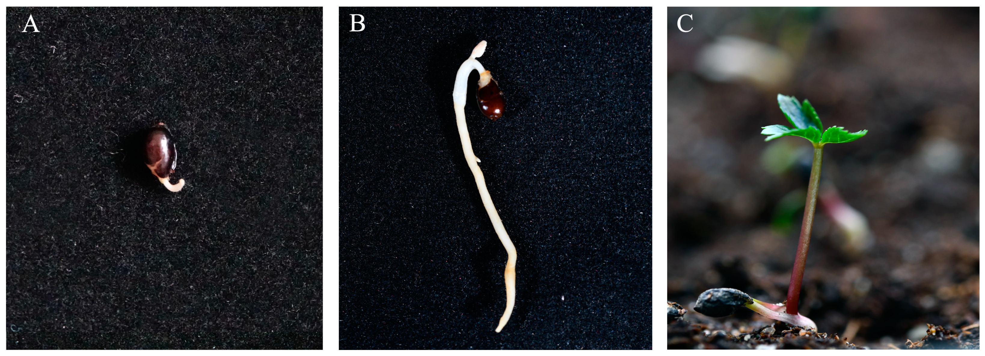 Agriculture 14 01041 g002