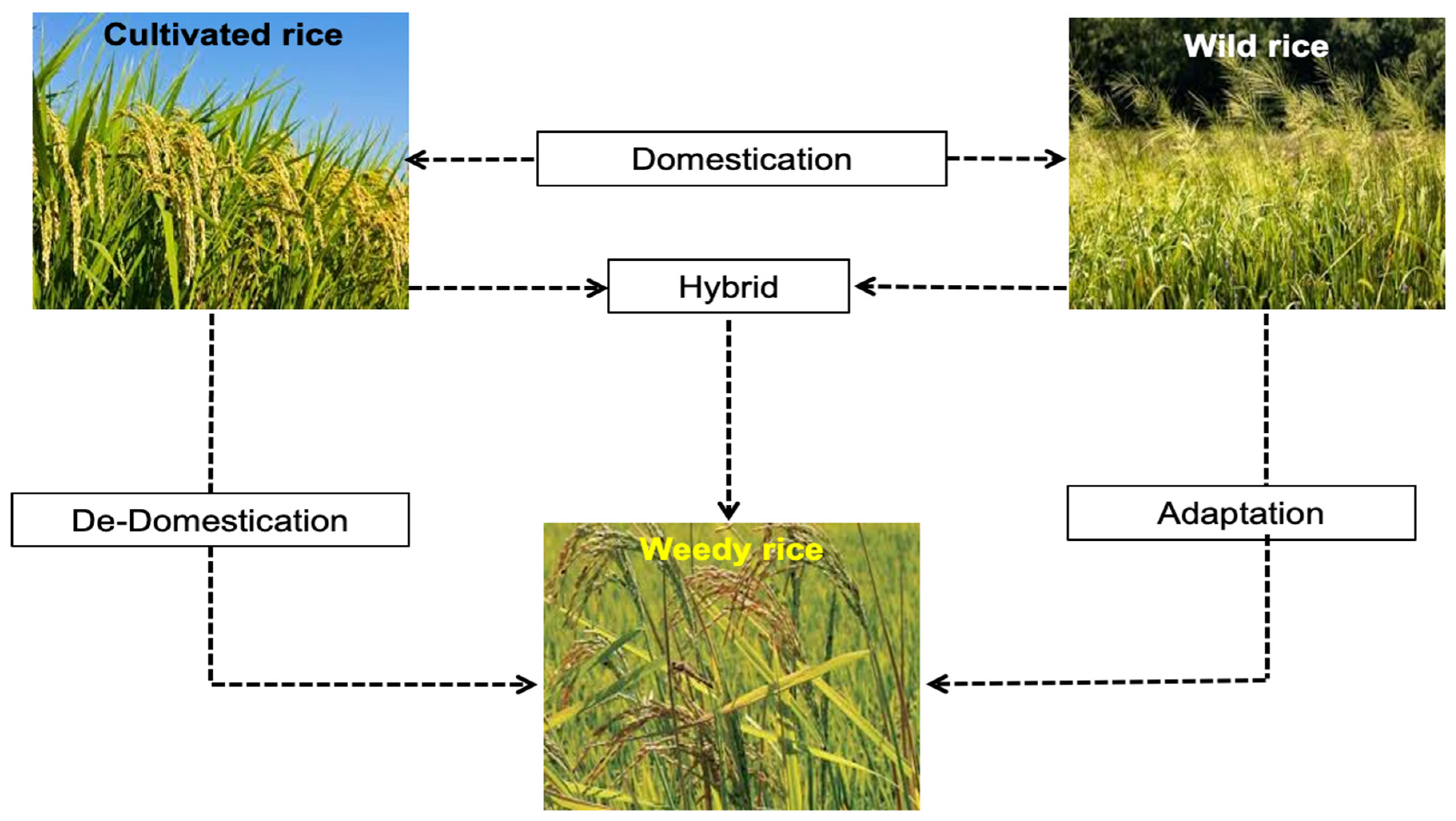 Agriculture 14 01307 g001