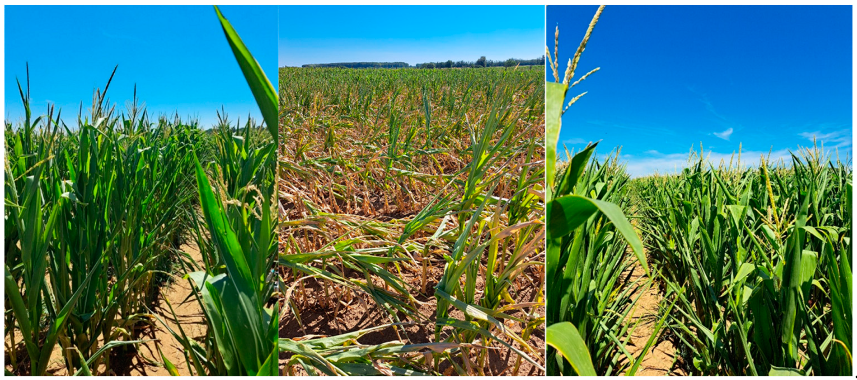 Agriculture 14 01340 g002 Agriculture 14 01340 g002