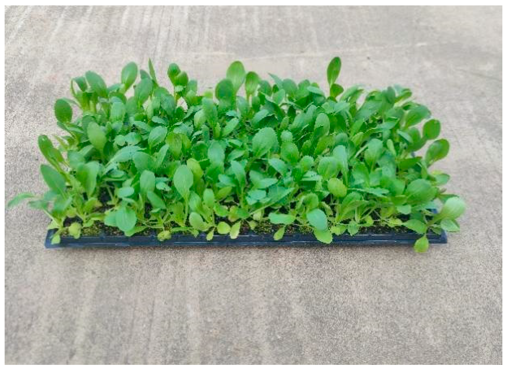 Agriculture 14 01357 g018