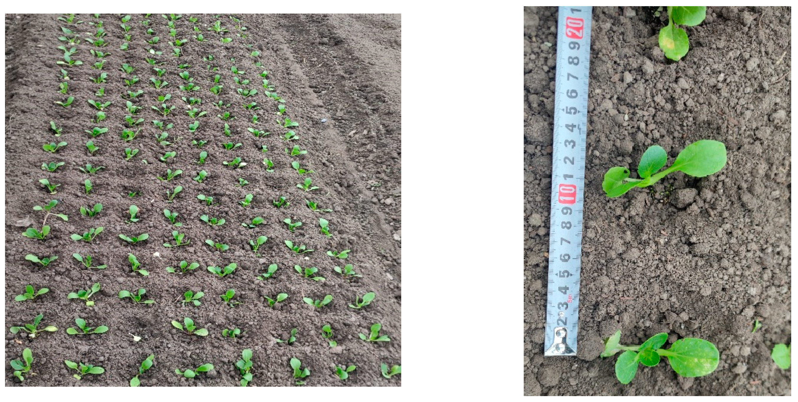 Agriculture 14 01357 g019