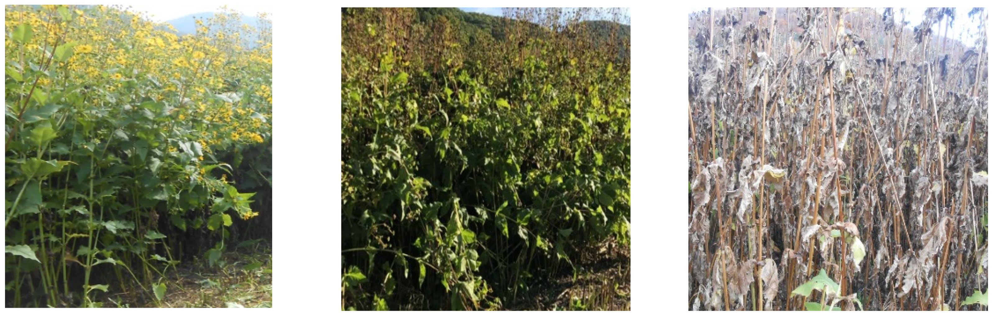 Agriculture 14 01363 g001