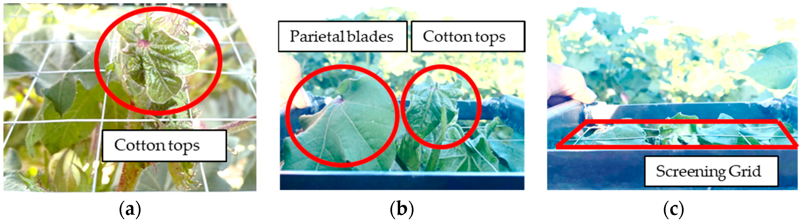 Agriculture 14 01469 g016