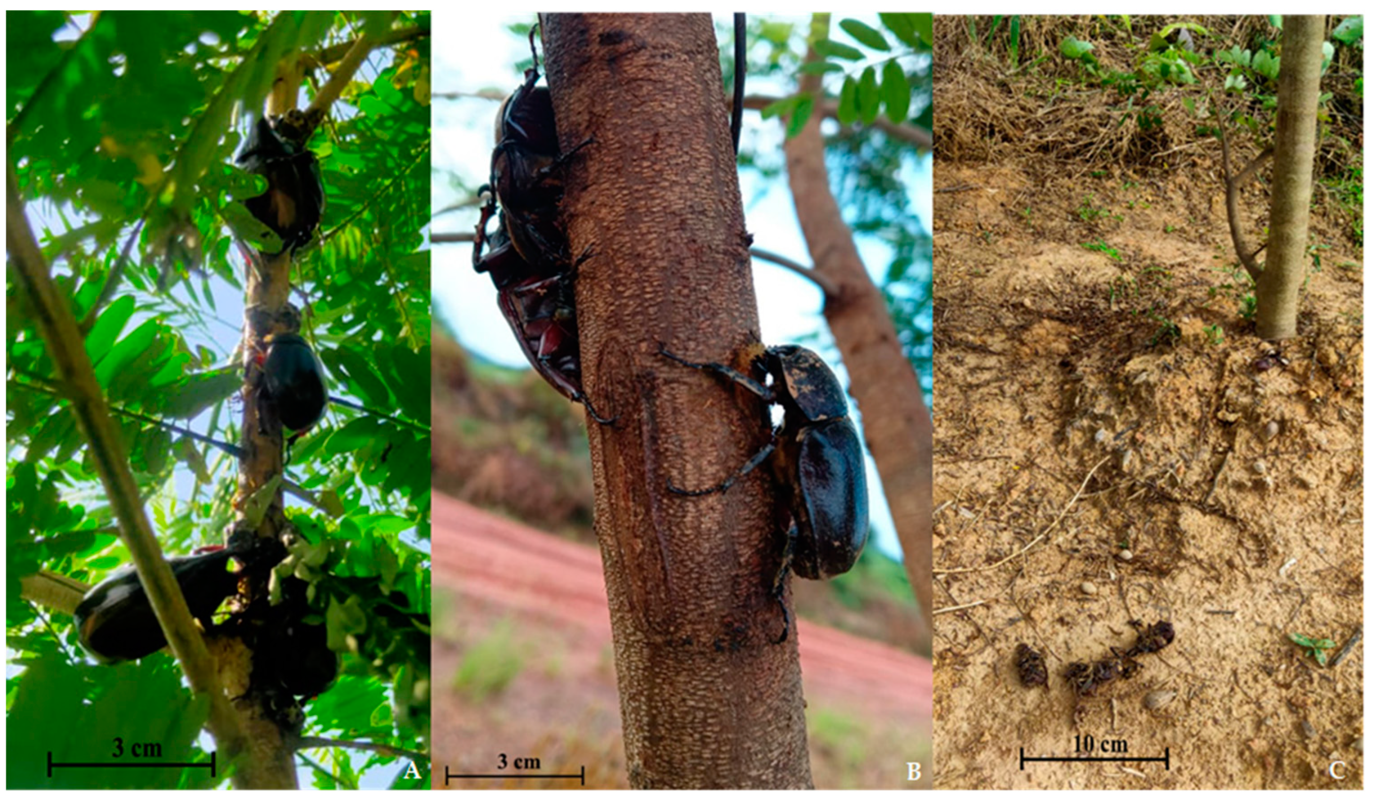 Agriculture 14 01477 g005