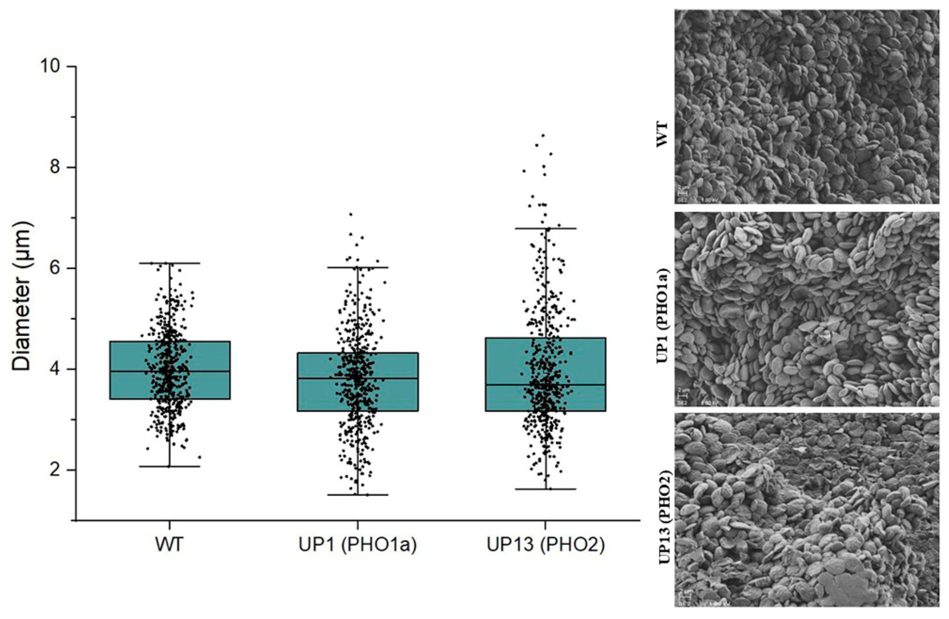 Agriculture 14 01491 g003