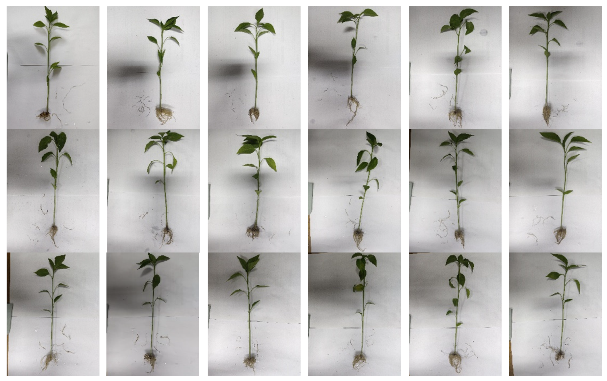 Agriculture 14 01576 g015