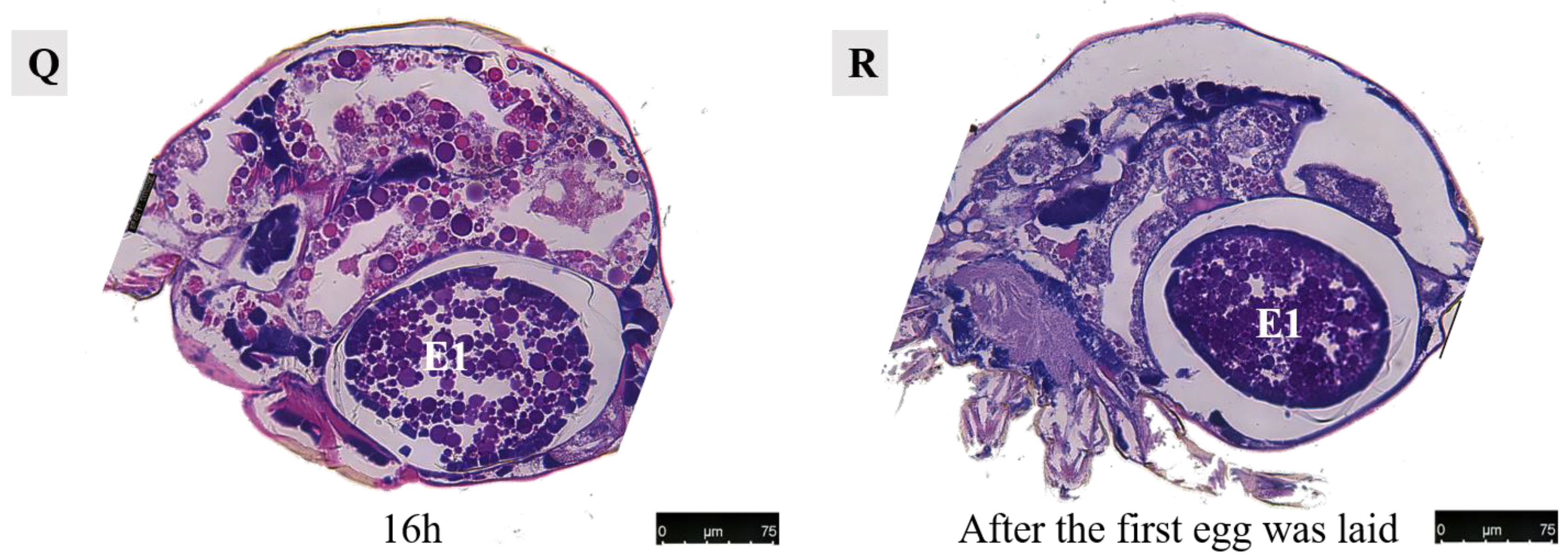 Agriculture 14 01647 g014c