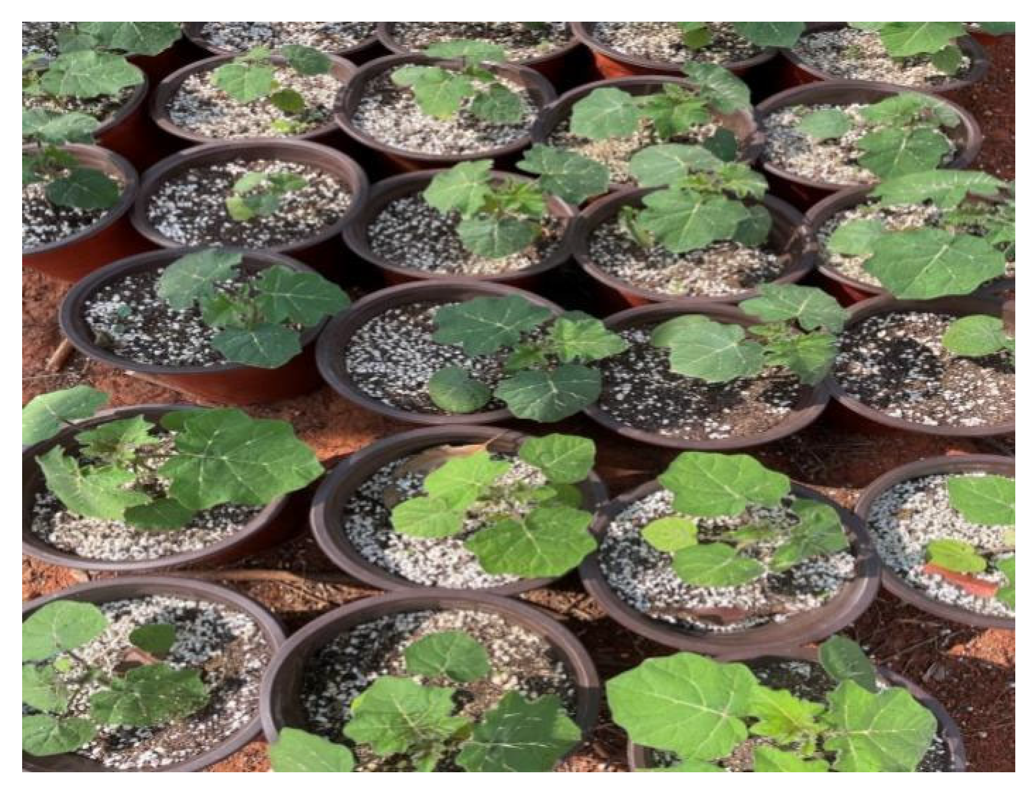 Agriculture 14 01686 g001