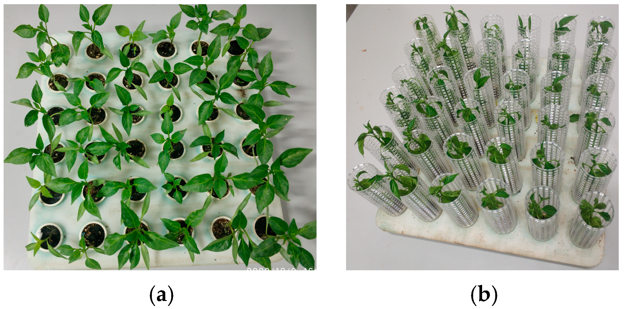 Agriculture 14 01688 g012