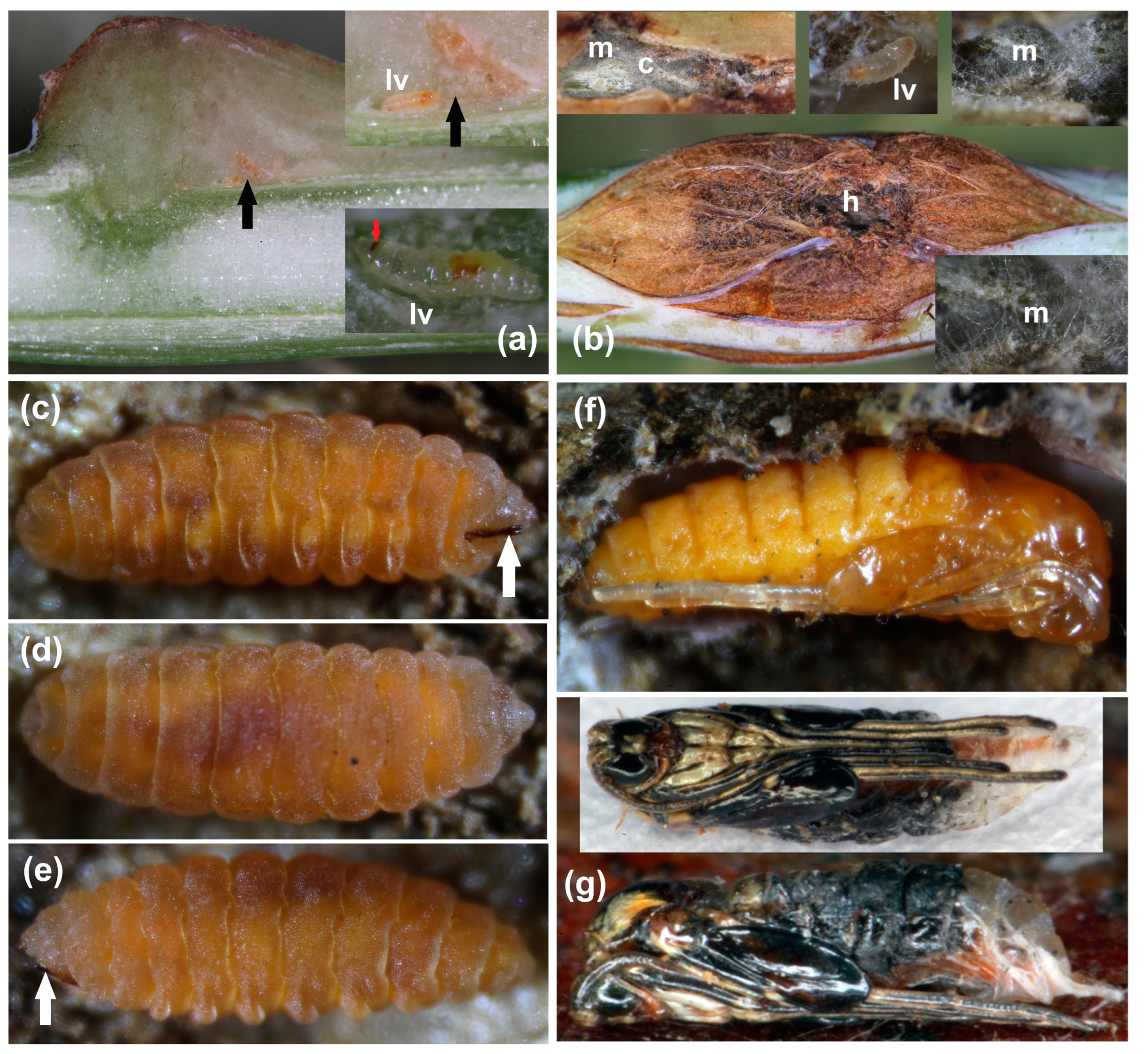 Agriculture 14 01761 g002