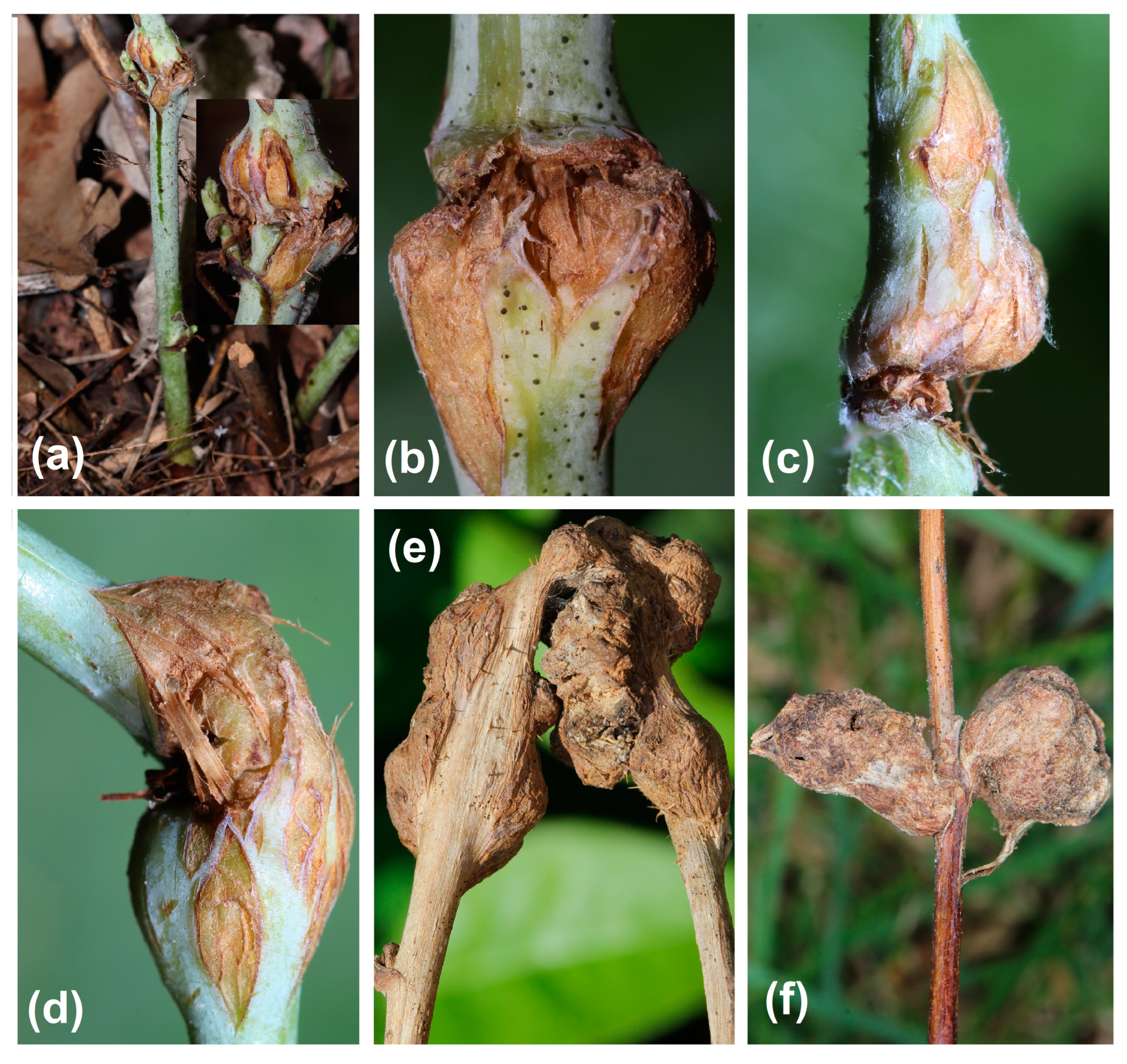 Agriculture 14 01761 g005