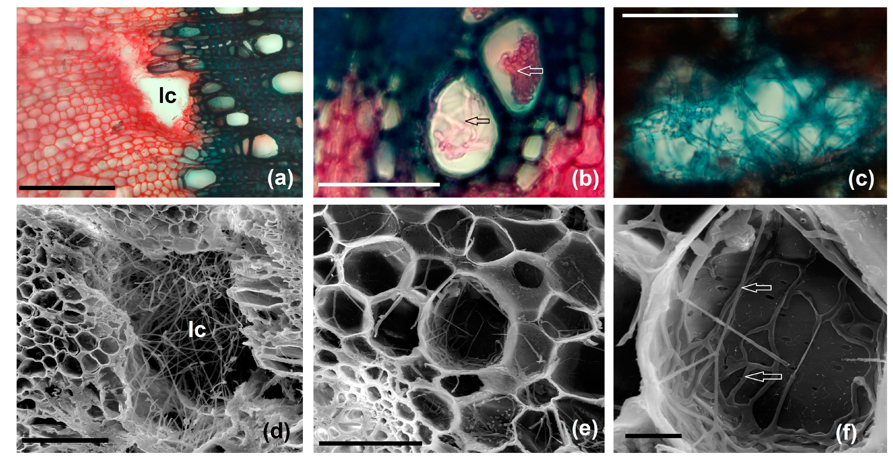 Agriculture 14 01761 g009