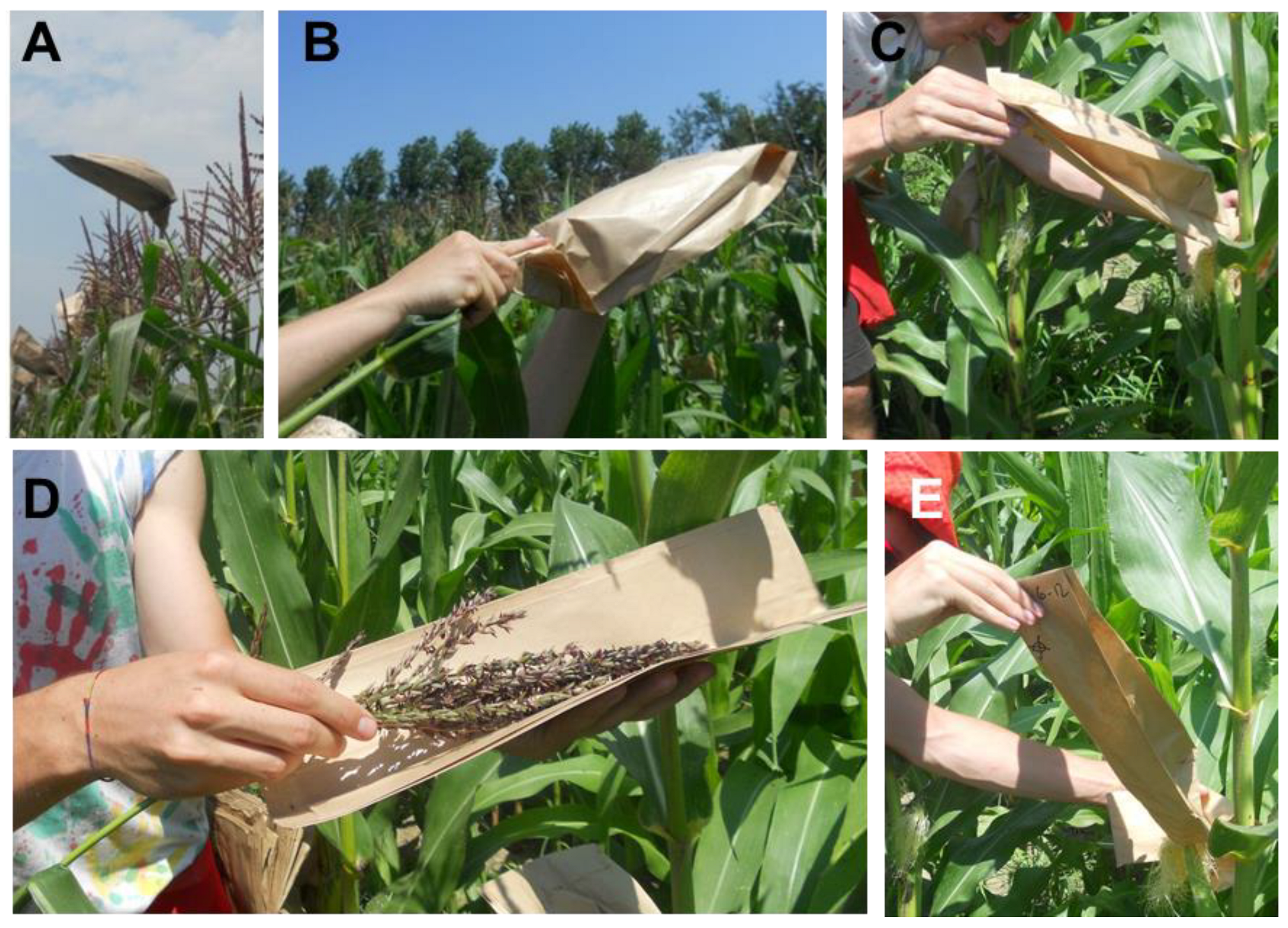 Agriculture 14 01791 g001 Agriculture 14 01791 g001