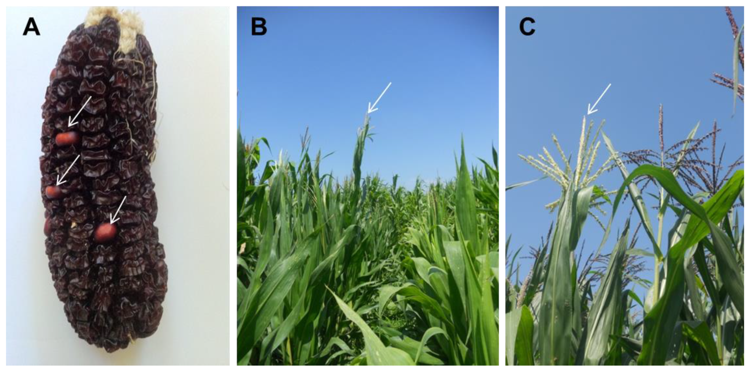 Agriculture 14 01791 g004 Agriculture 14 01791 g004