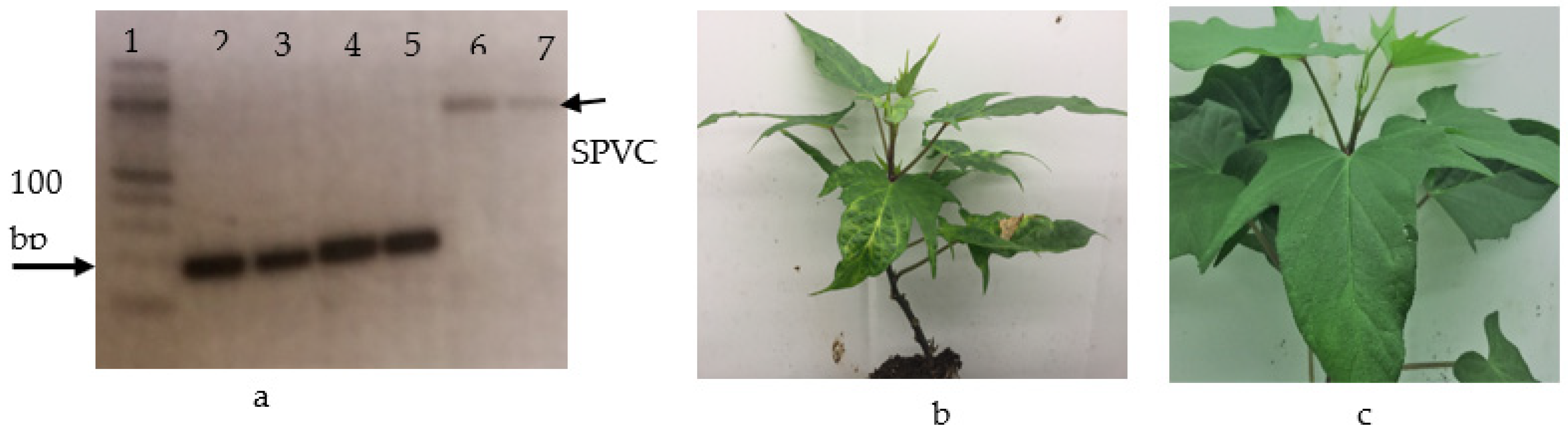 Agriculture 14 01929 g001
