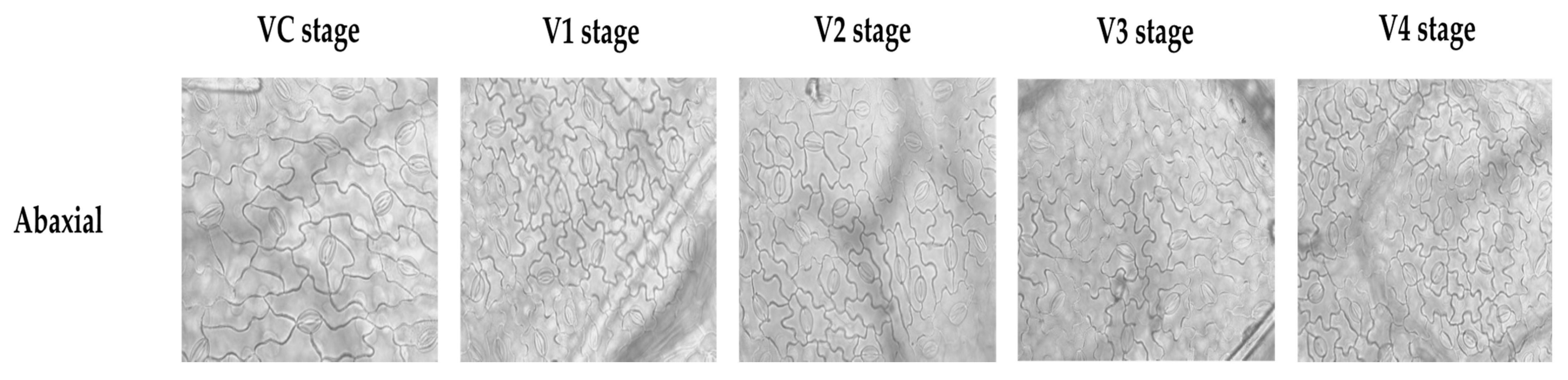 Agriculture 14 02028 g002