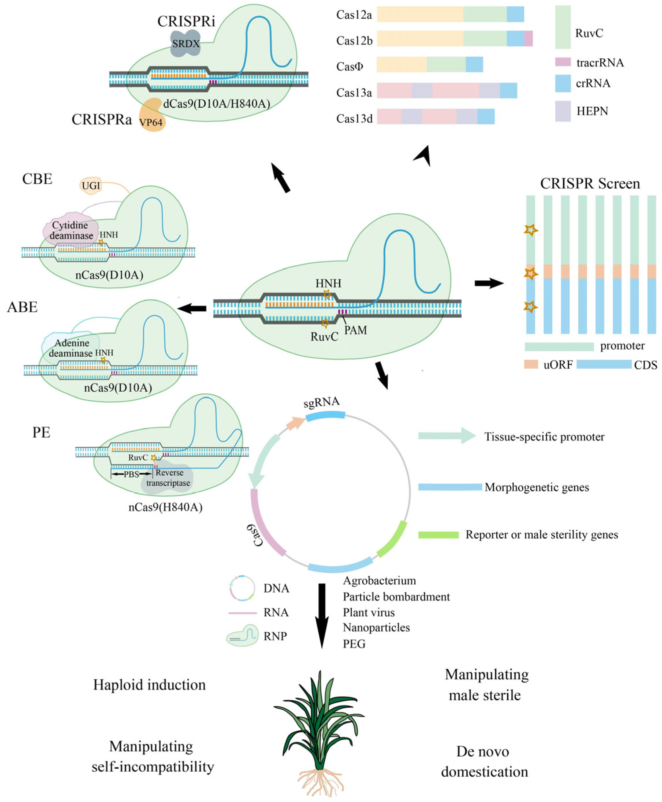 Agriculture 15 00029 g001