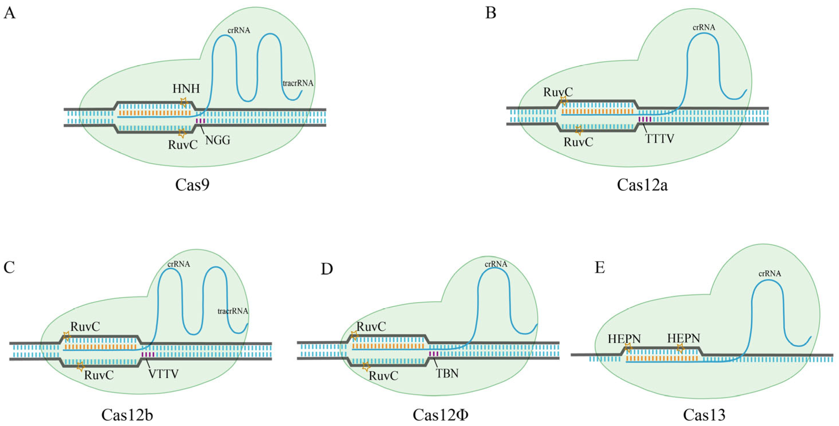 Agriculture 15 00029 g002