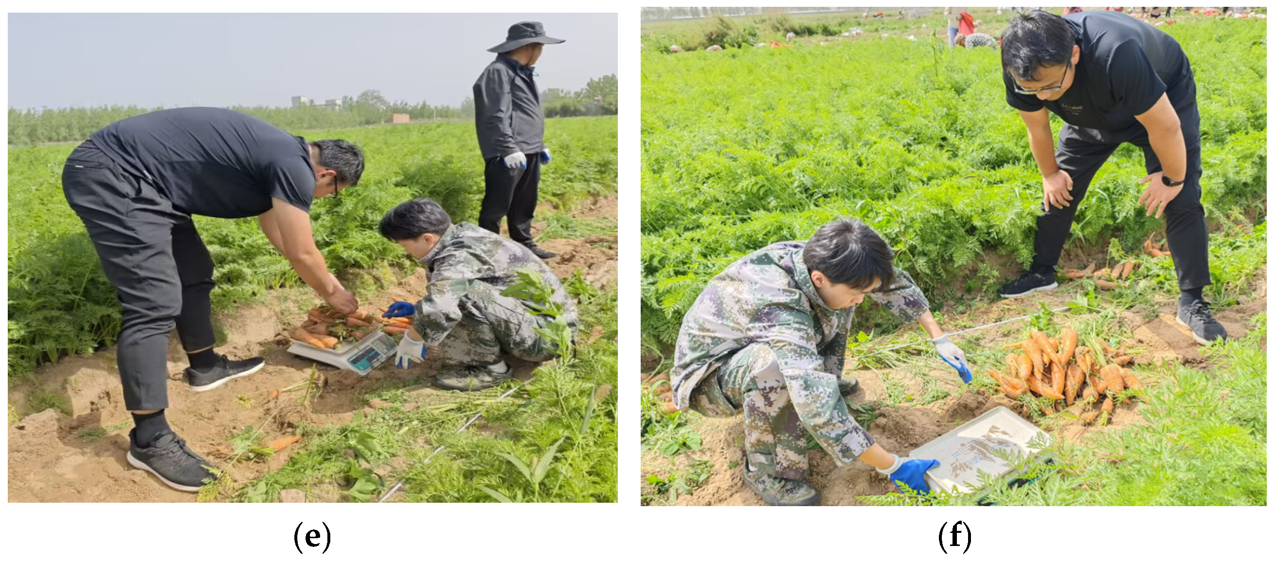 Agriculture 15 00275 g002b