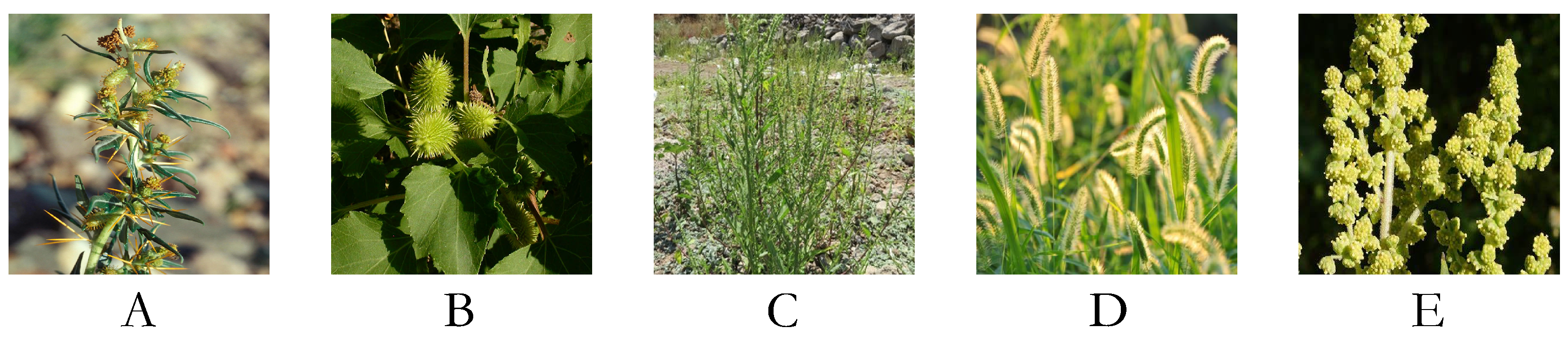 Agriculture 15 00434 g001