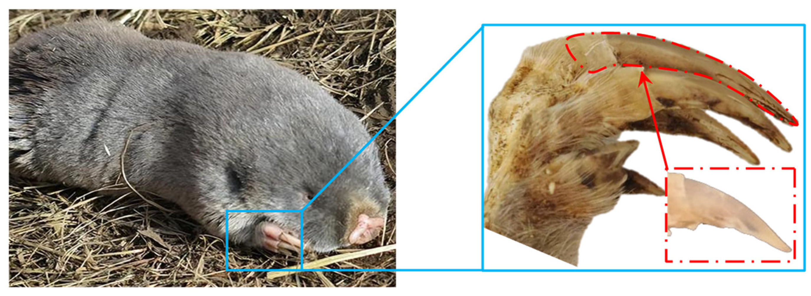 Agriculture 15 00487 g001