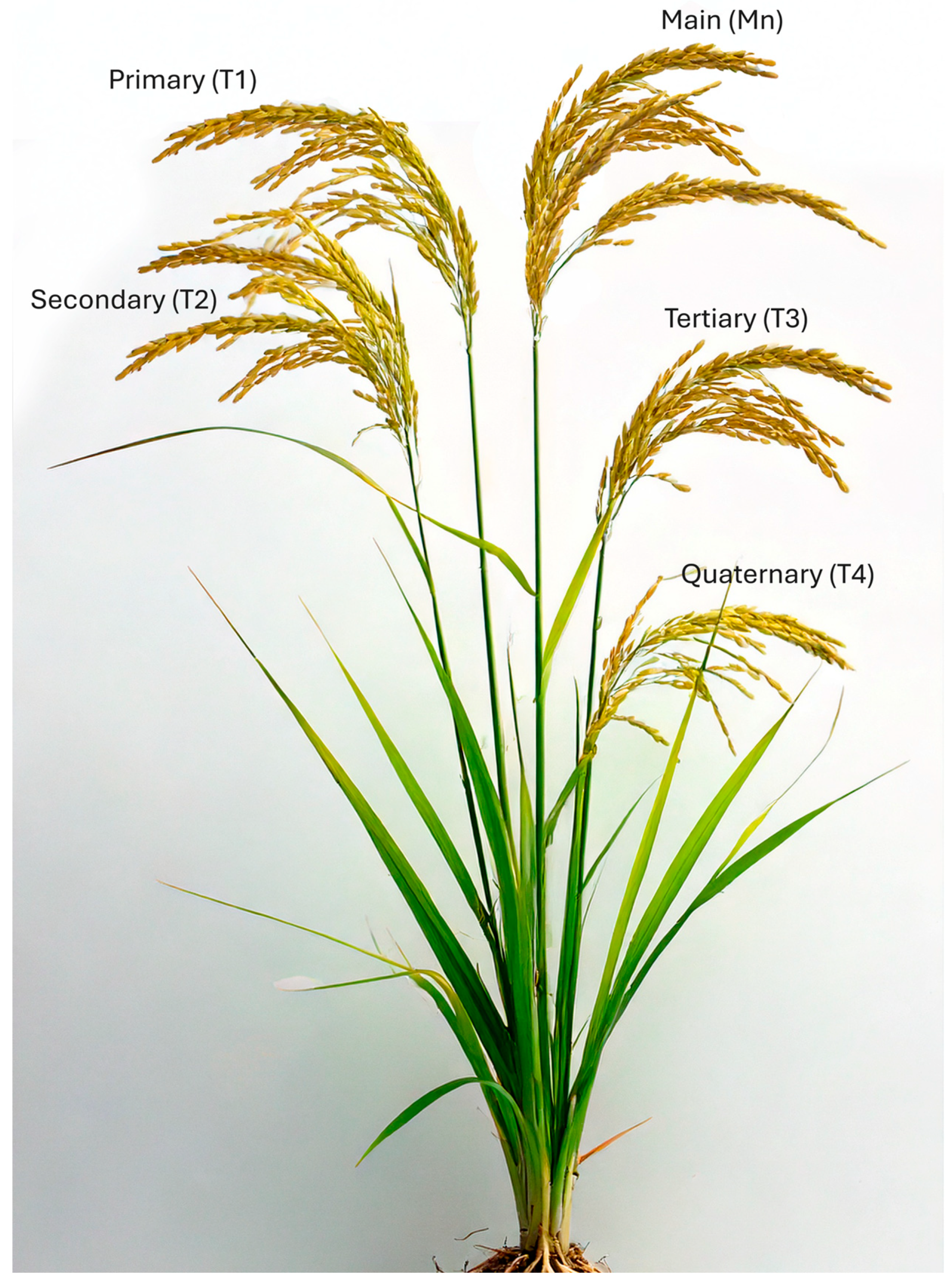 Agriculture 15 00616 g003