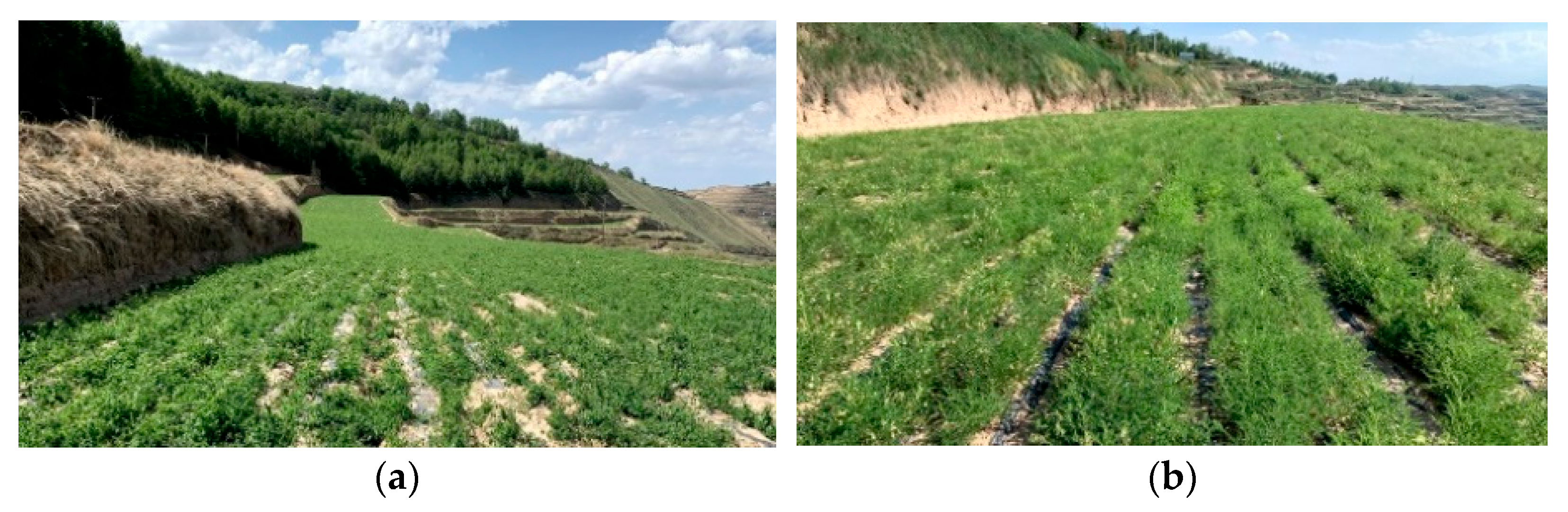 Agriculture 15 00621 g015