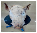 Agriculture 15 00675 i005