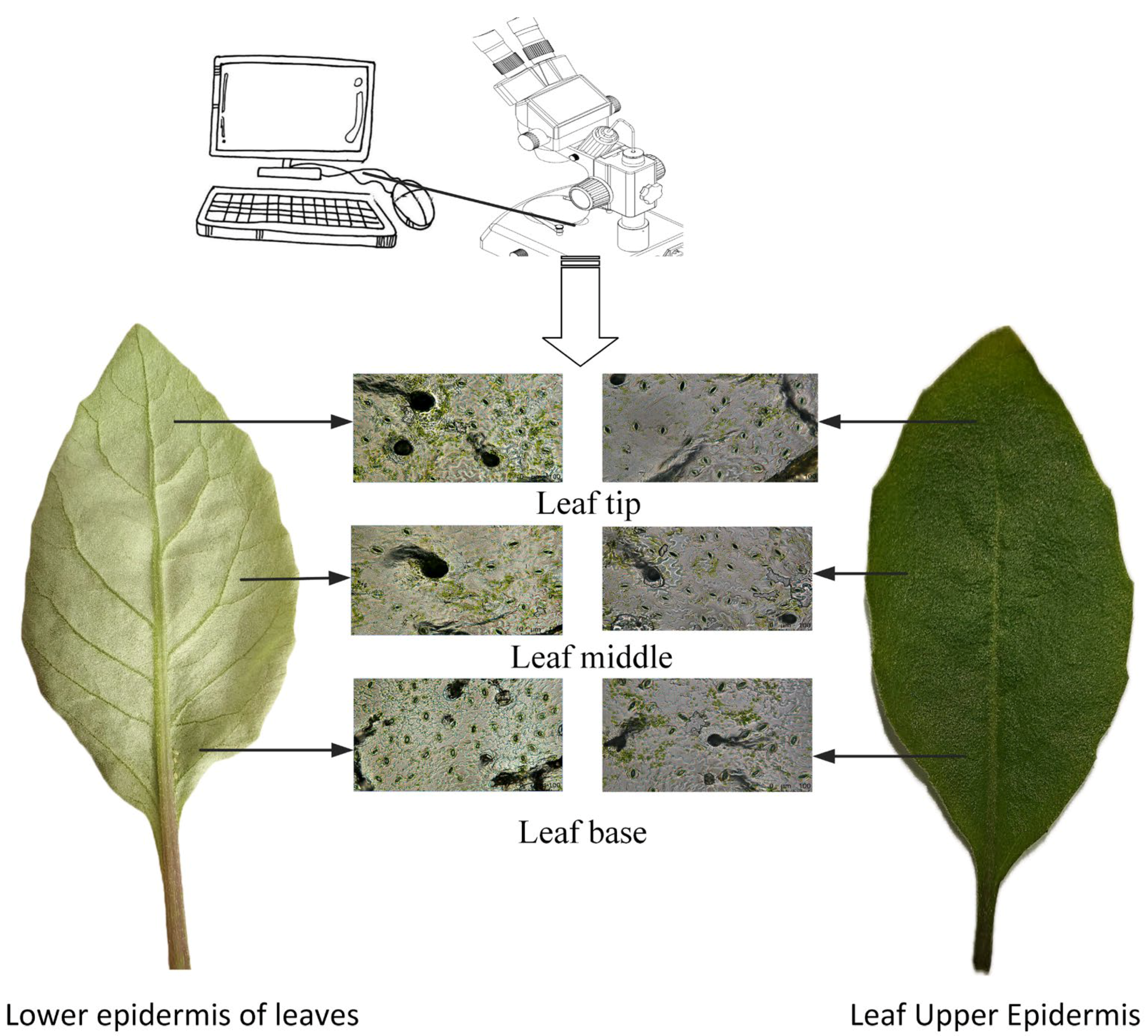 Agriculture 15 00878 g002