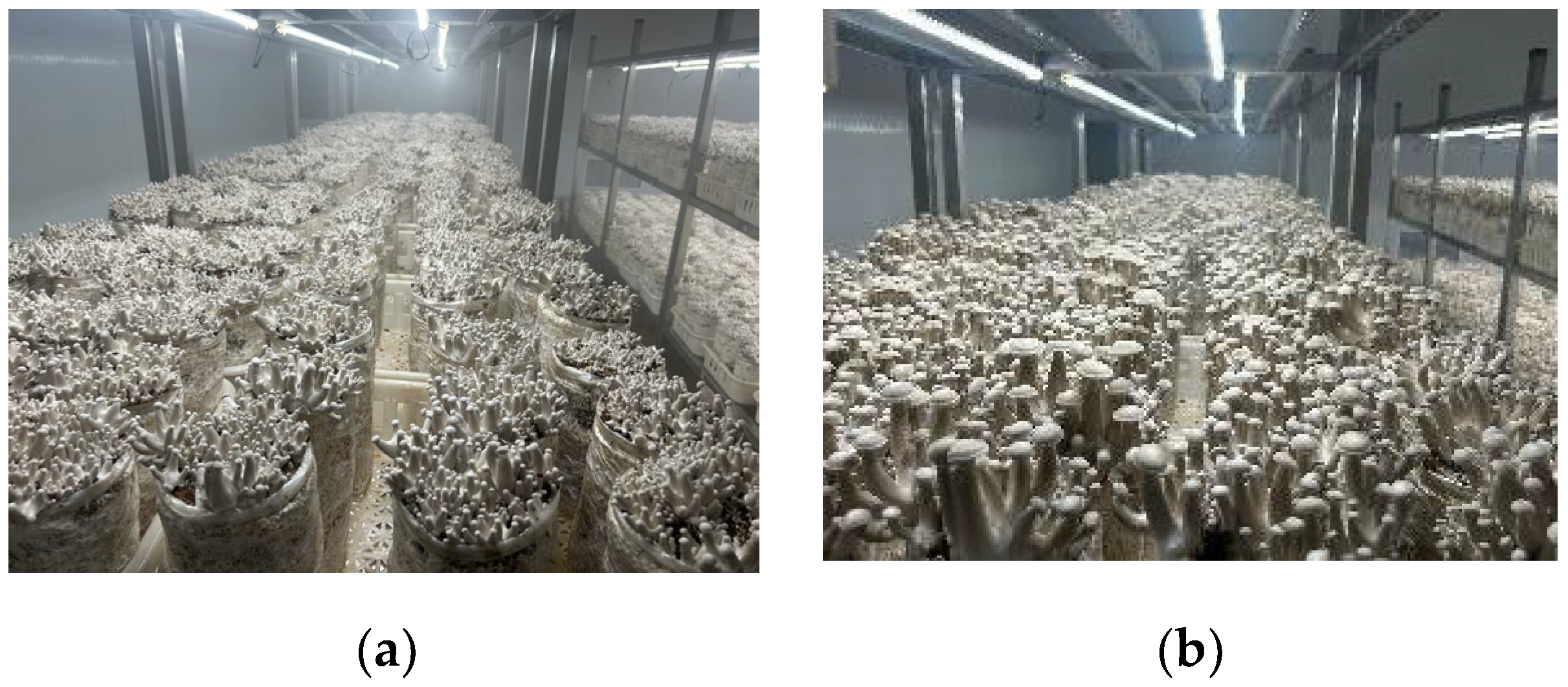 Agriculture 15 01045 g008