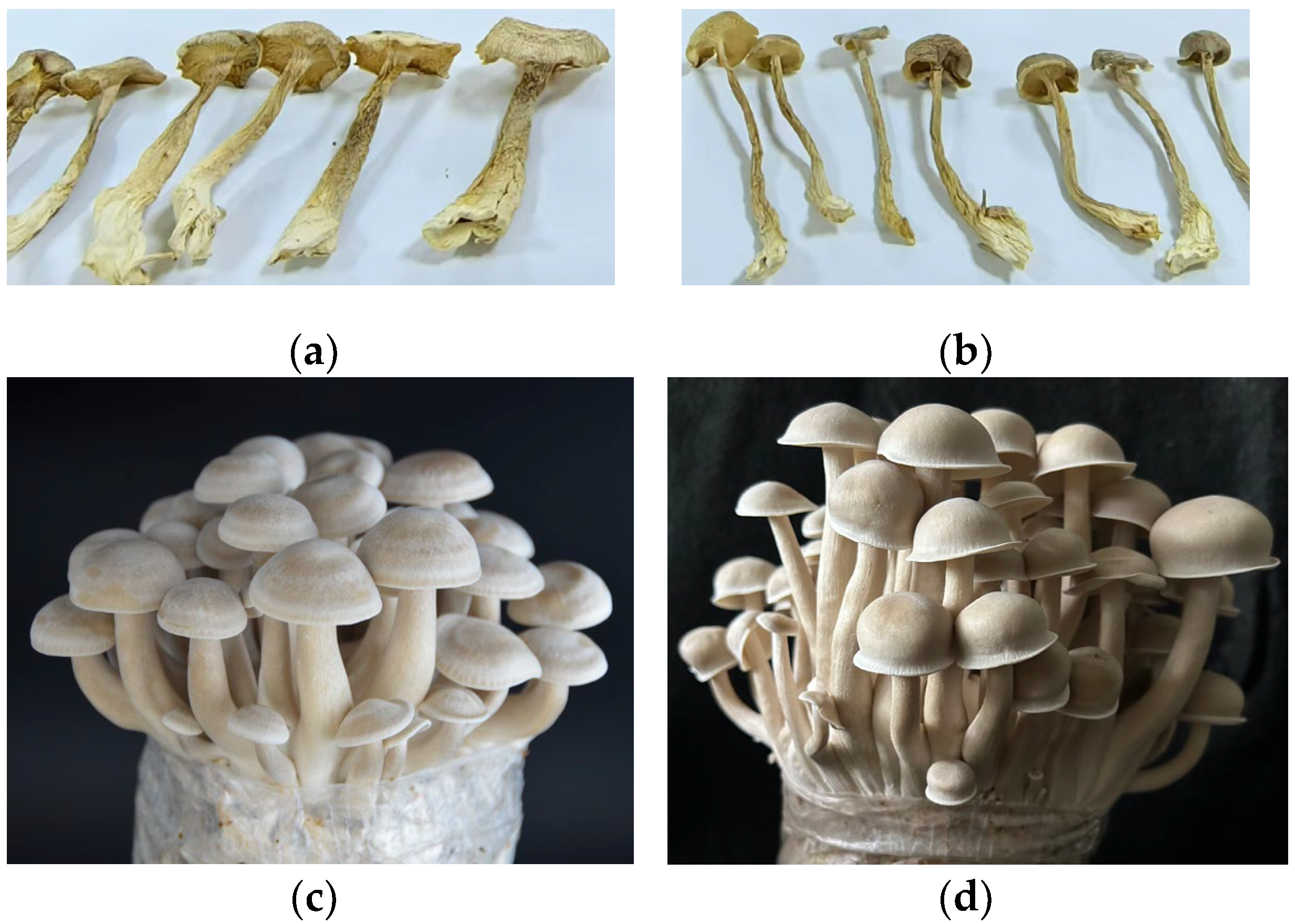 Agriculture 15 01045 g009
