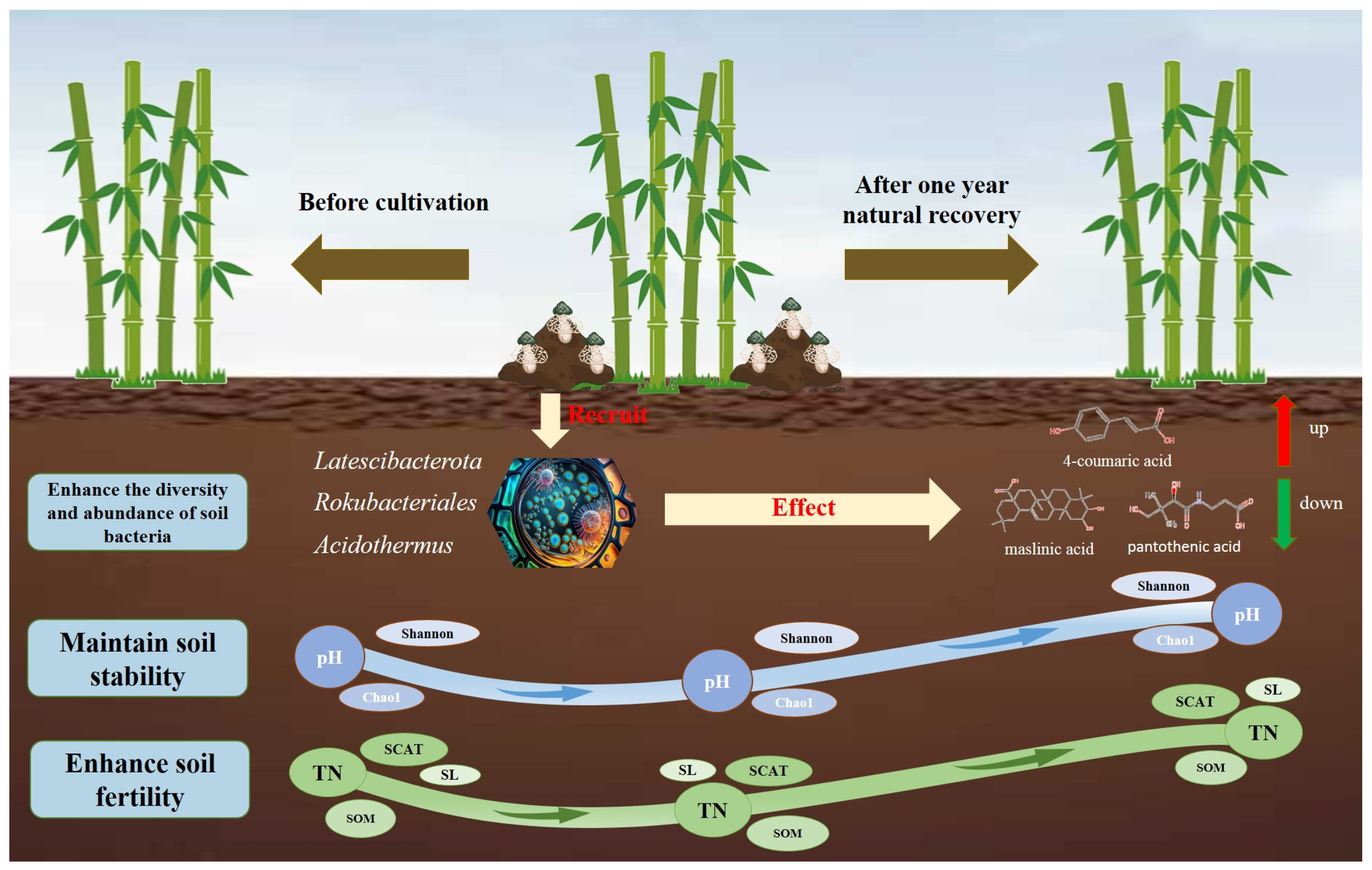 Agriculture 15 01533 g005