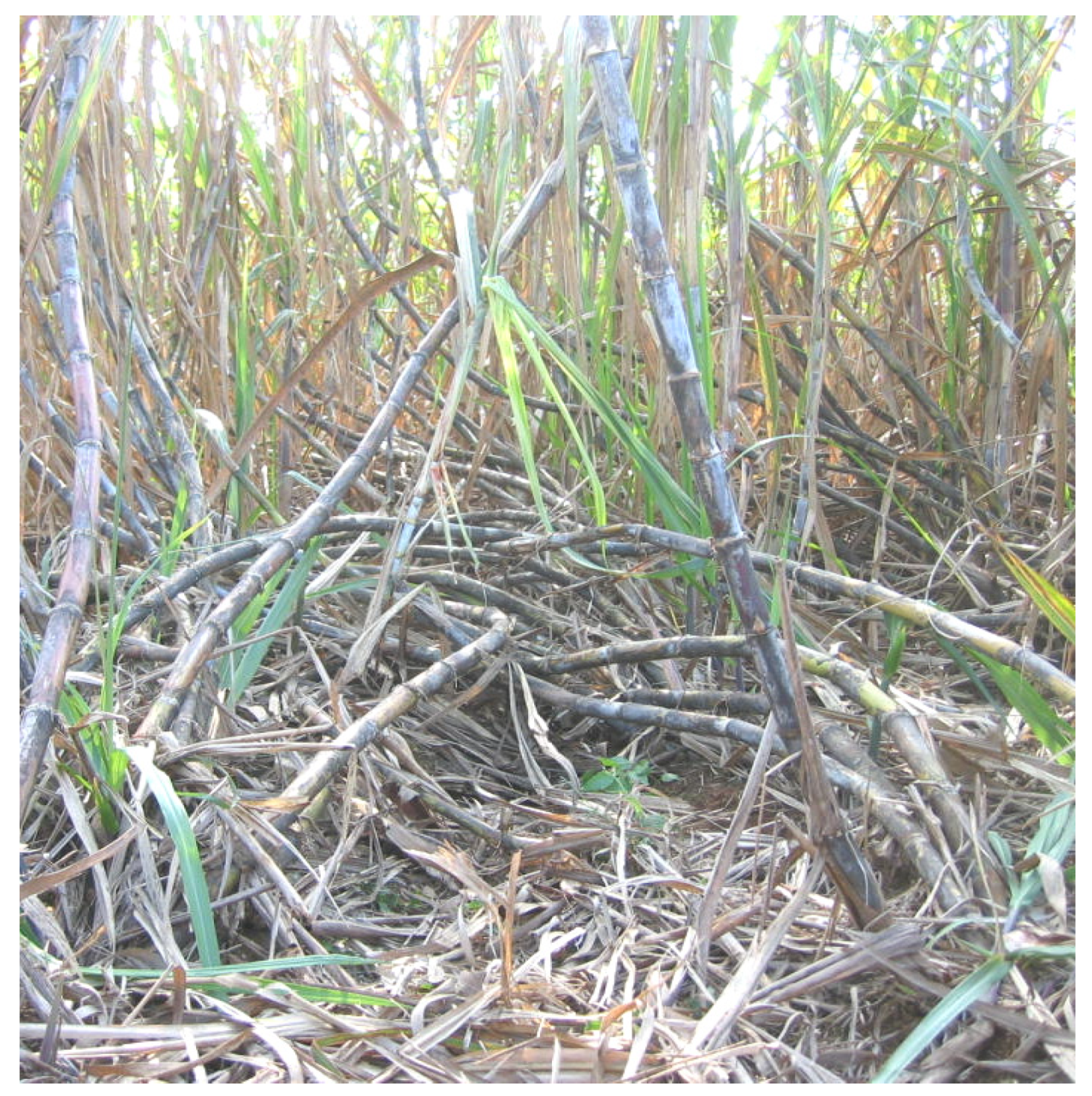 Agriculture 15 01759 g001 Agriculture 15 01759 g001