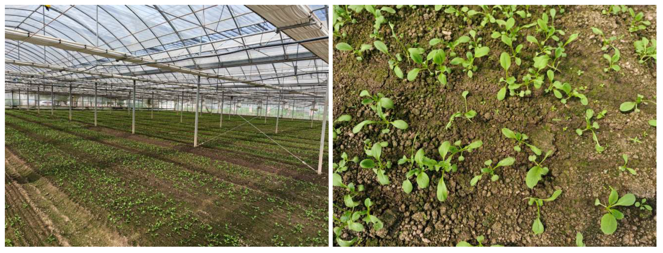 Agriculture 15 01854 g007 Agriculture 15 01854 g007