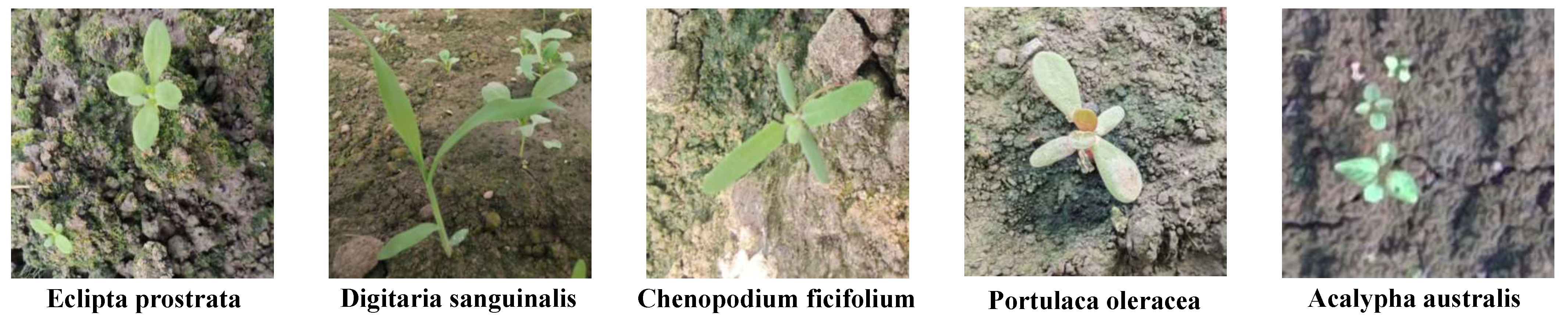 Agriculture 15 01854 g008 Agriculture 15 01854 g008