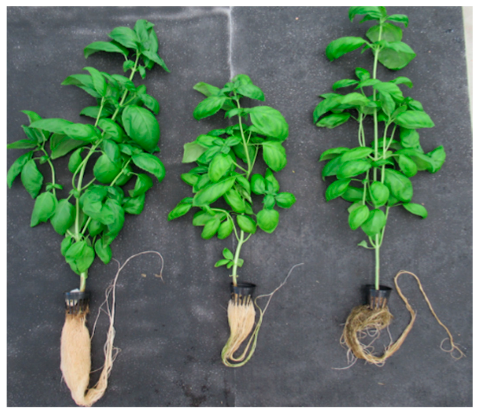 AgriEngineering Free Full Text Growth of Basil Ocimum