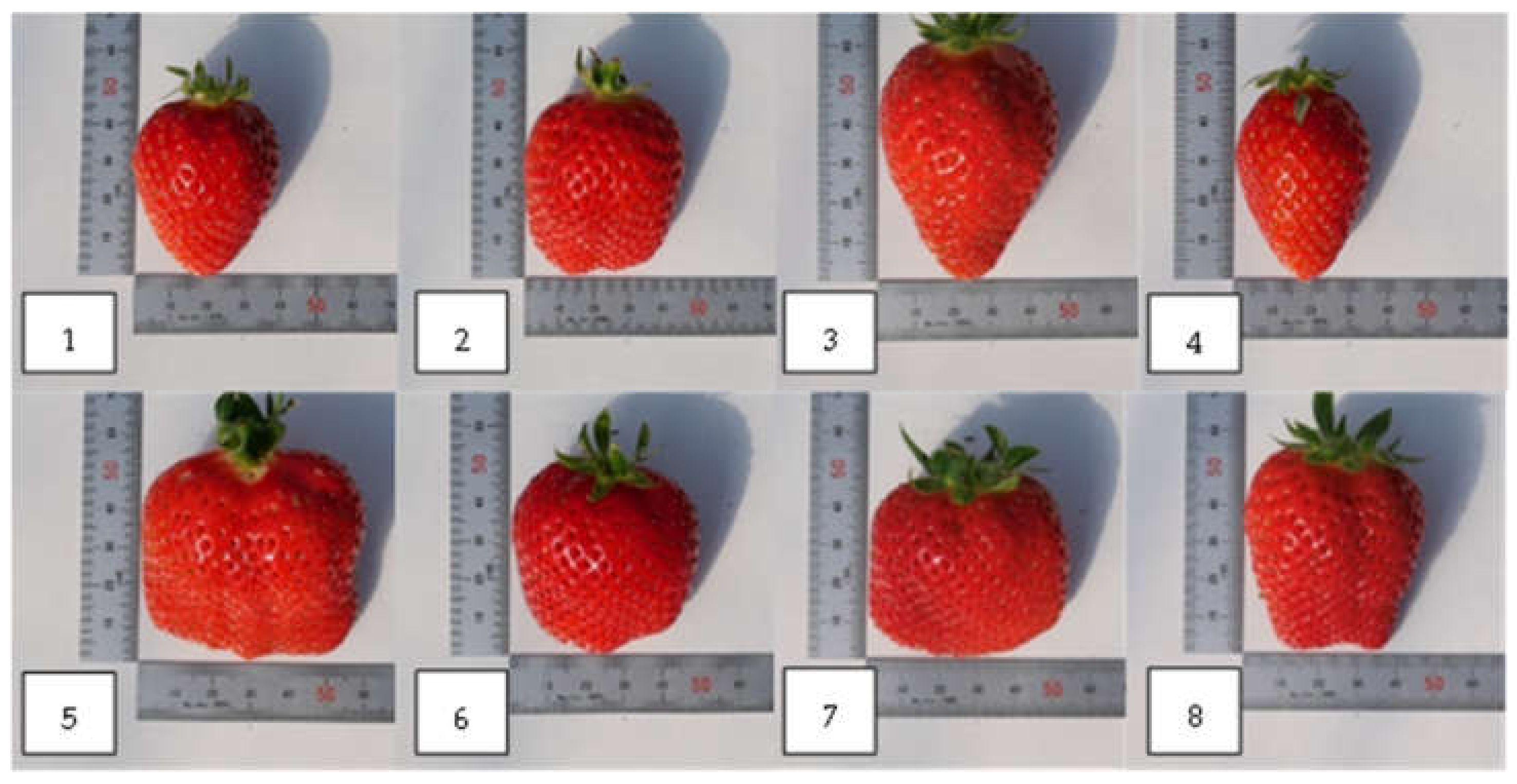 8 Tips to Protect Strawberries From Extreme Heat – Strawberry Plants