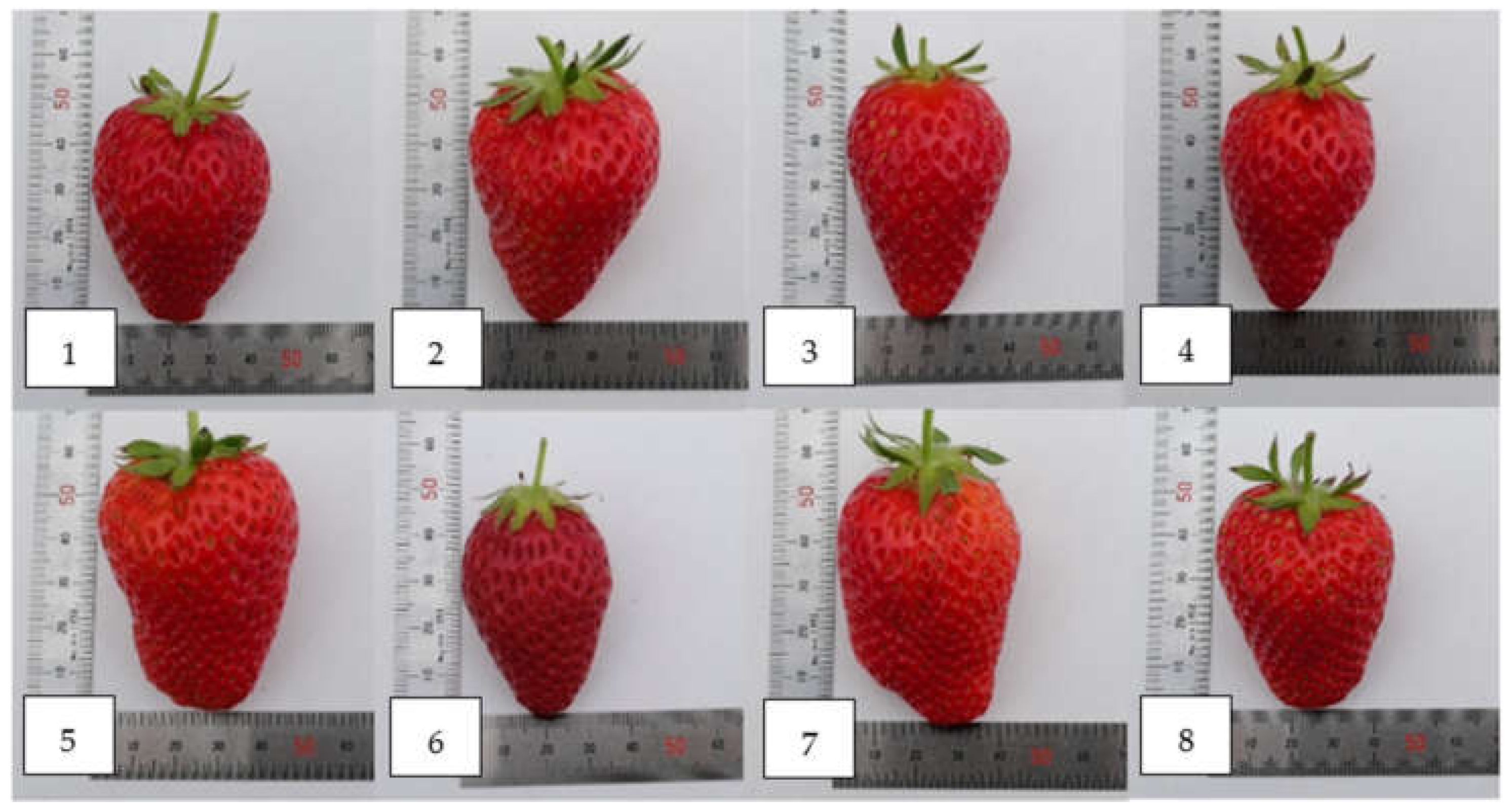 How Fast Do Strawberries Mold? – Strawberry Plants