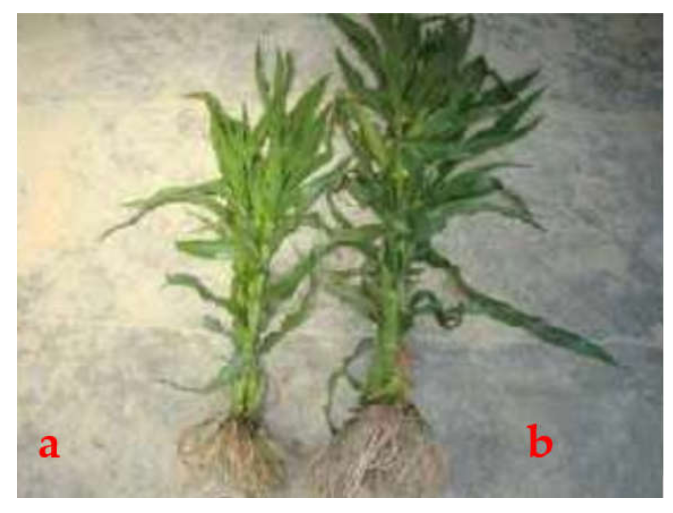 Agriengineering 04 00023 g003