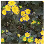 Agriengineering 05 00094 i001