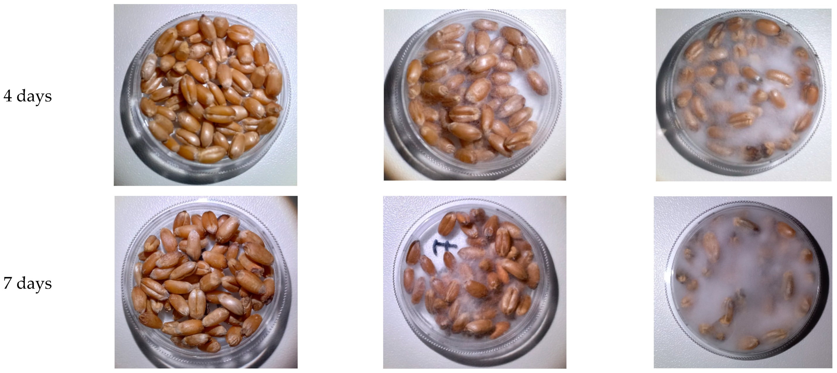 Agriengineering 06 00179 g001b