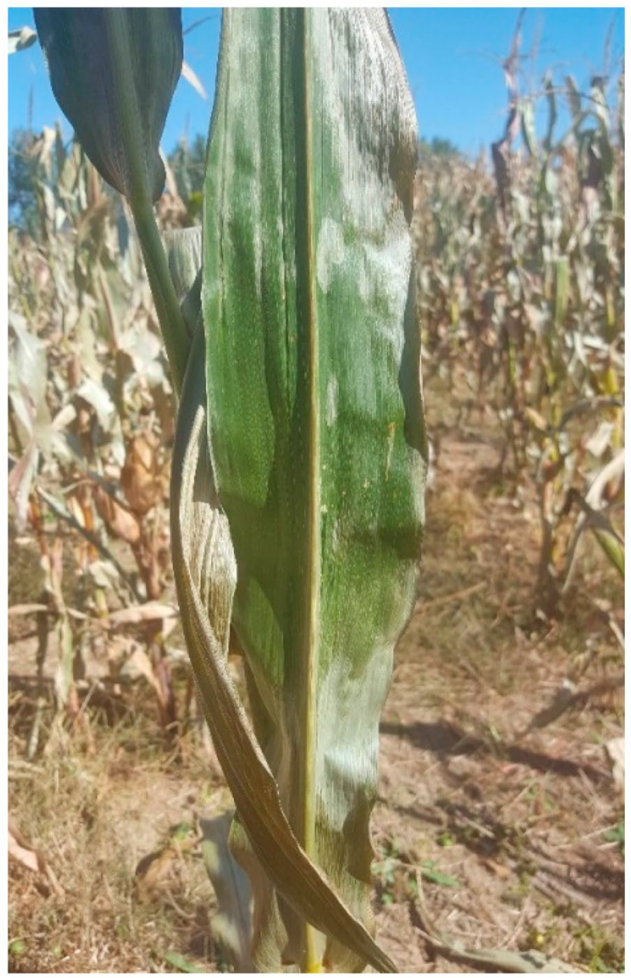 Agriengineering 06 00193 g001