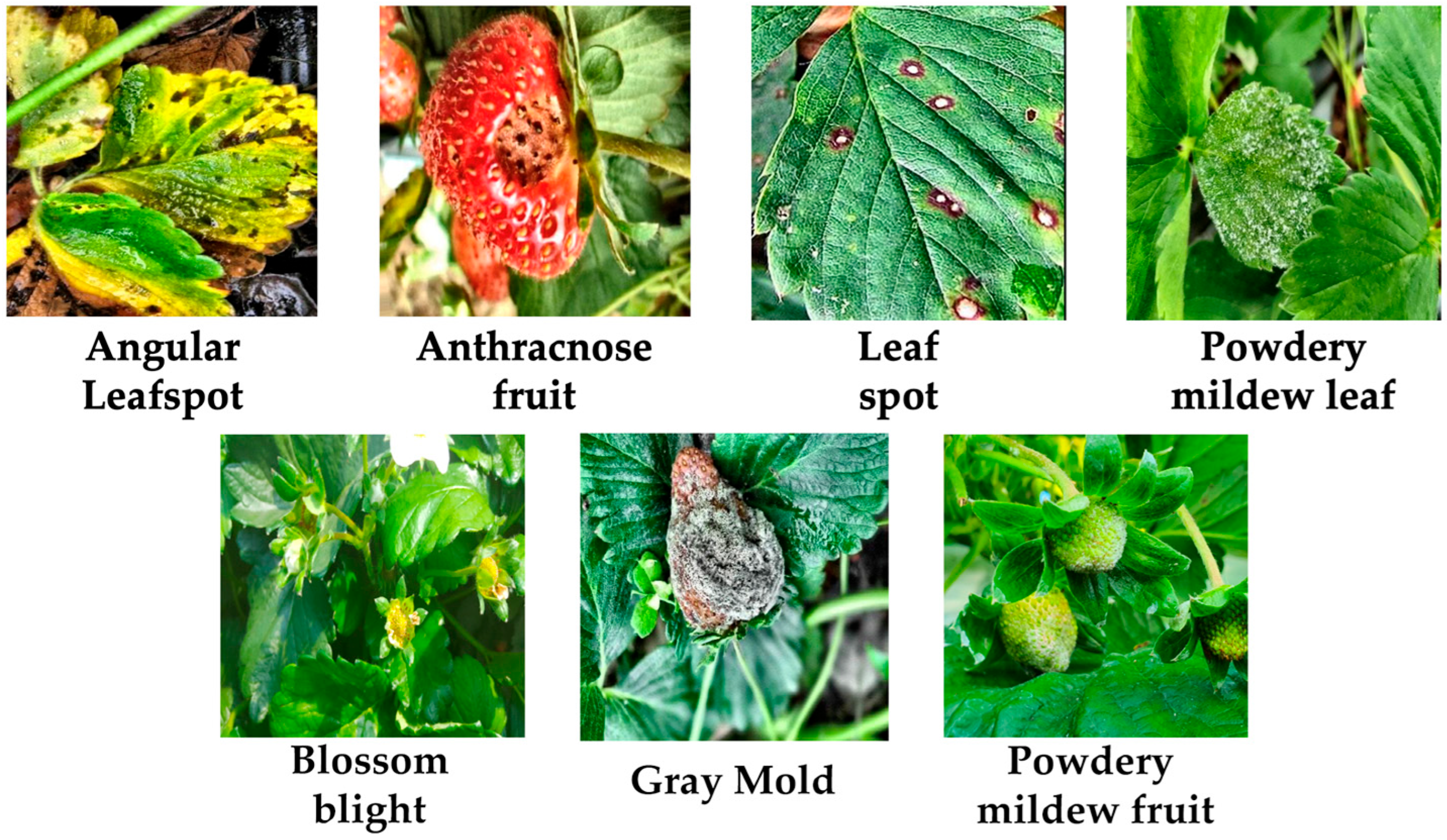 Agriengineering 07 00355 g001 Agriengineering 07 00355 g001