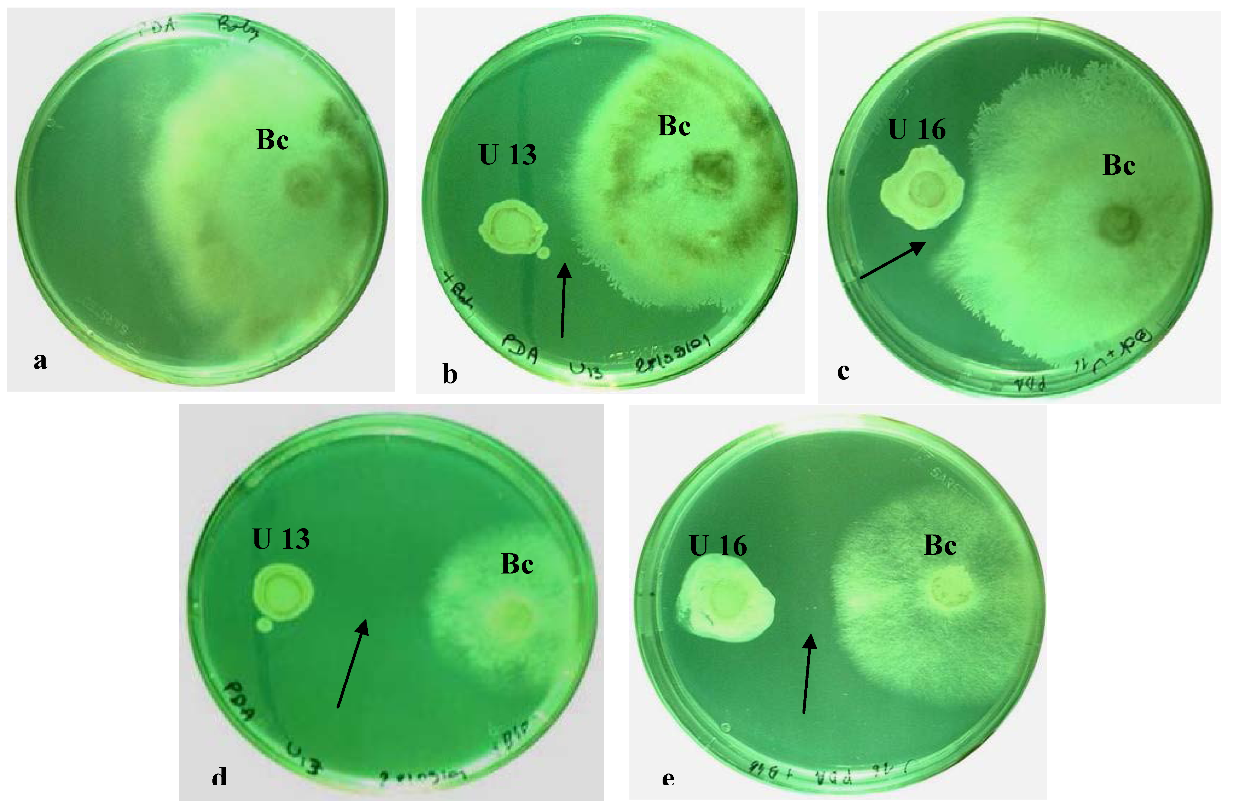 Agronomy | Free Full-Text | Interaction of Ulocladium atrum, a Potential  Biological Control Agent, with Botrytis cinerea and Grapevine Plantlets
