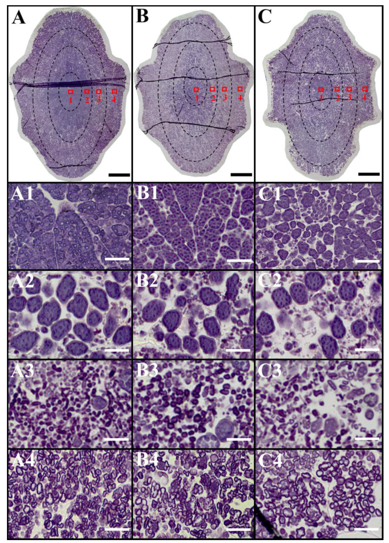 Agronomy Free Full Text Seed Plumpness Of Rice With Inhibition Expression Of Starch Branching Enzymes And Starch Properties Grain Position On Panicle Html