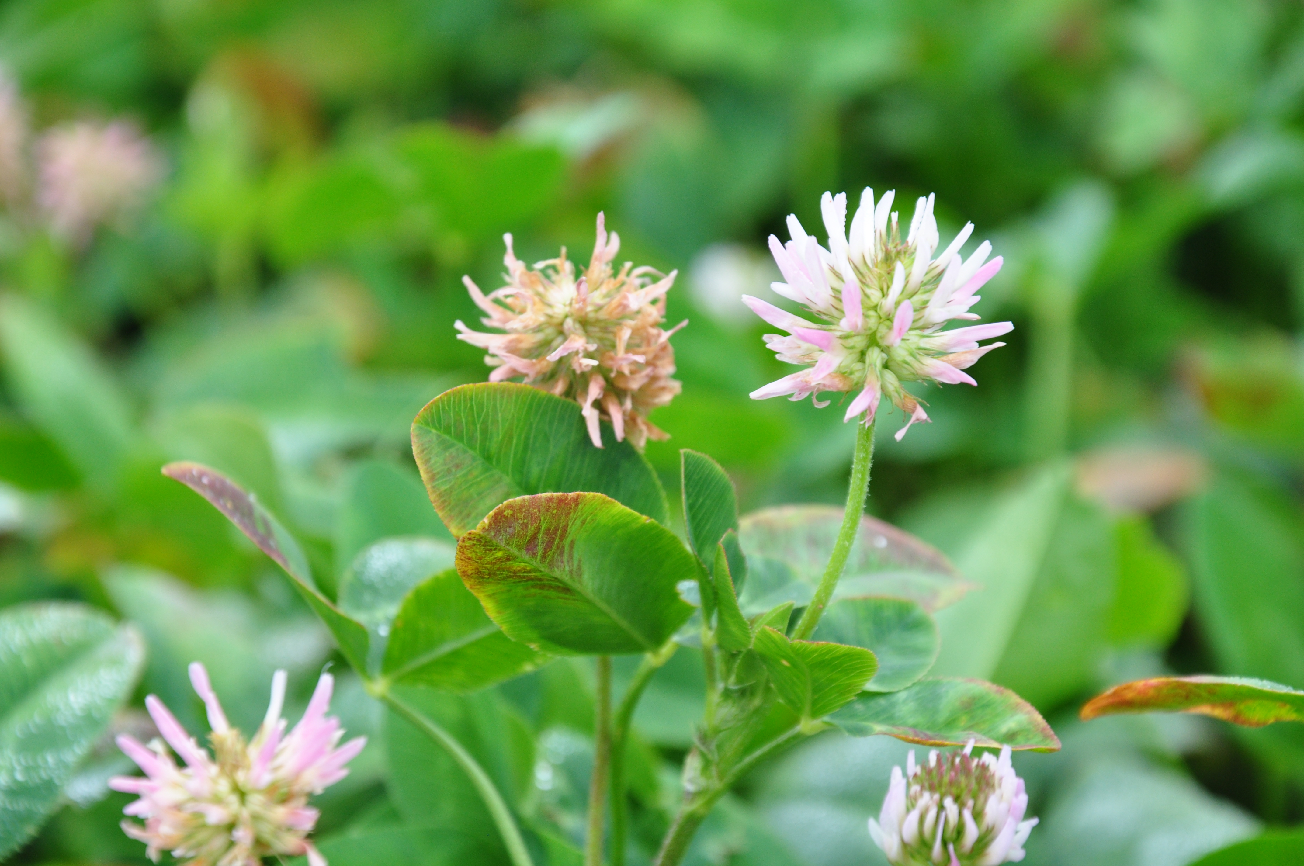 Agronomy Free Full Text Kura Clover Living Mulch Spring Management Effects On Nitrogen Html