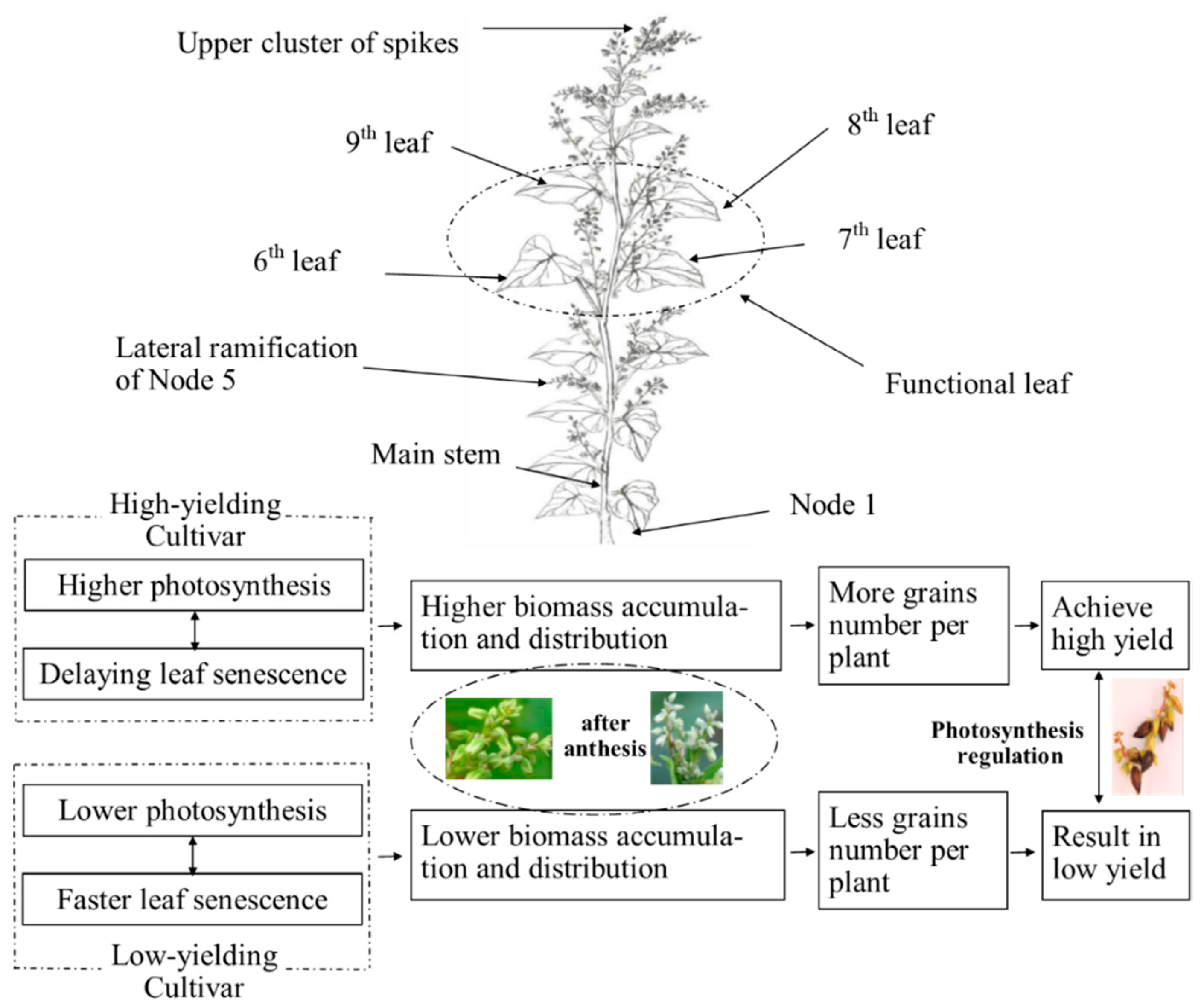 Agronomy 09 00149 g007