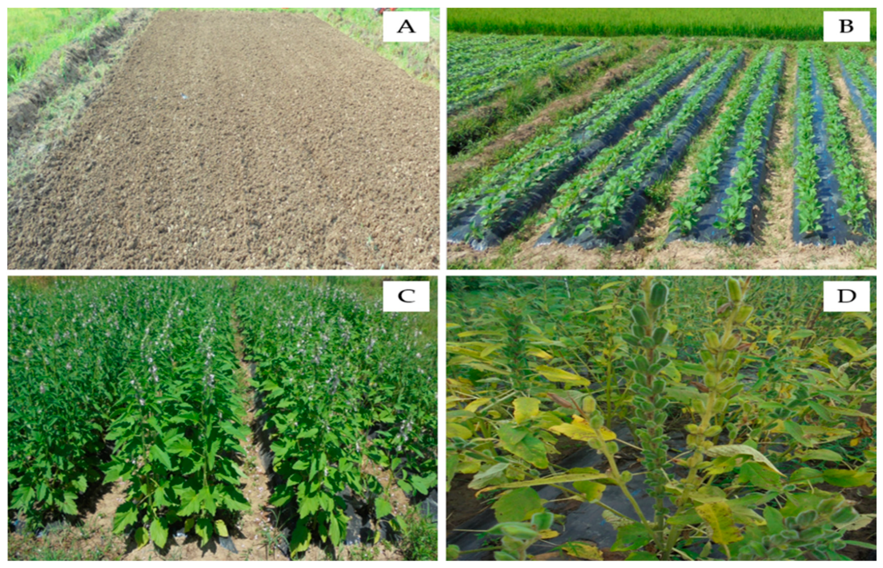 Agronomy 09 00184 g001 Agronomy 09 00184 g001